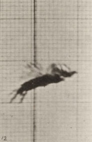 Plate 765 Vulture flying — figure reference